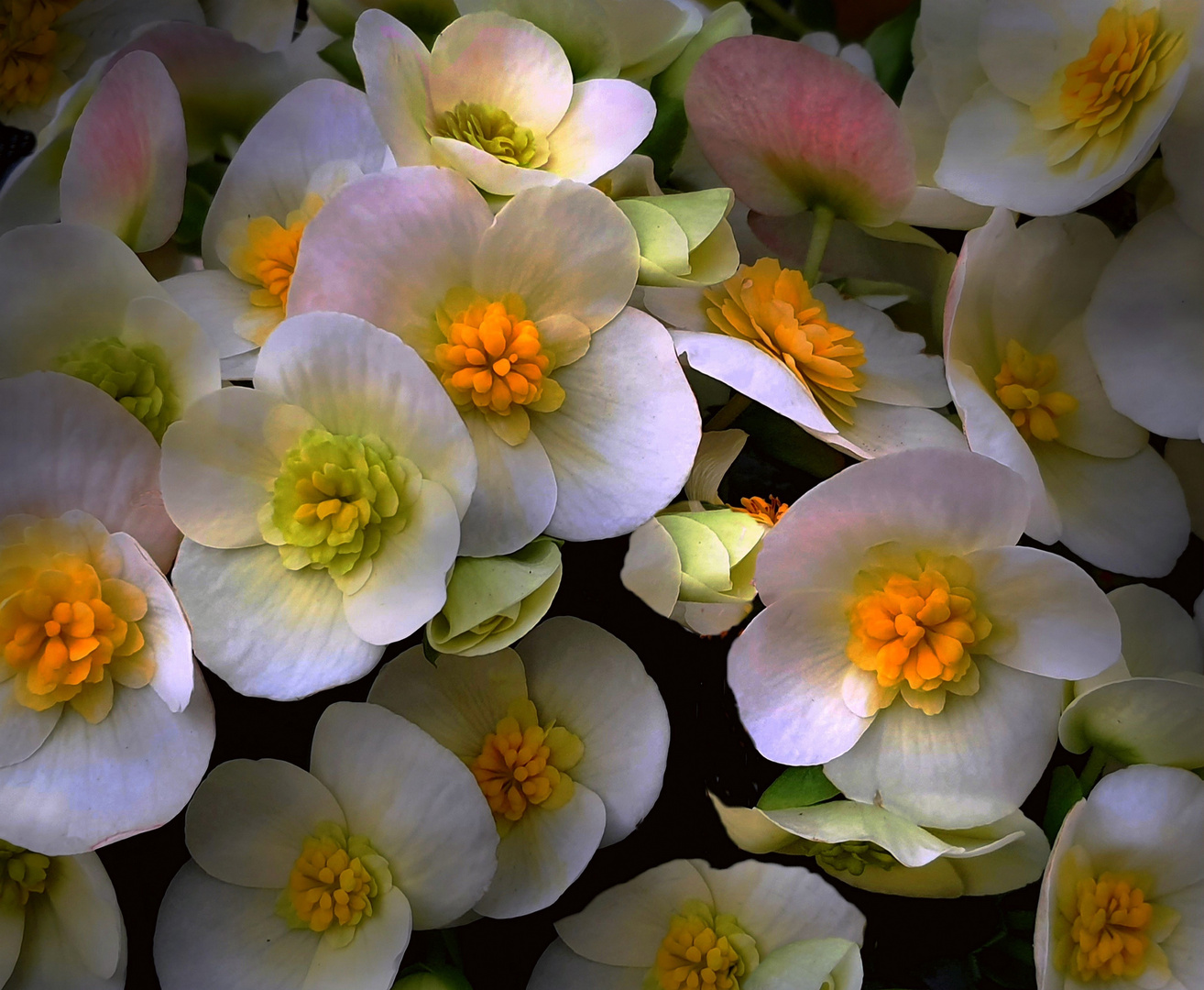 Quelques fleurs pour Te