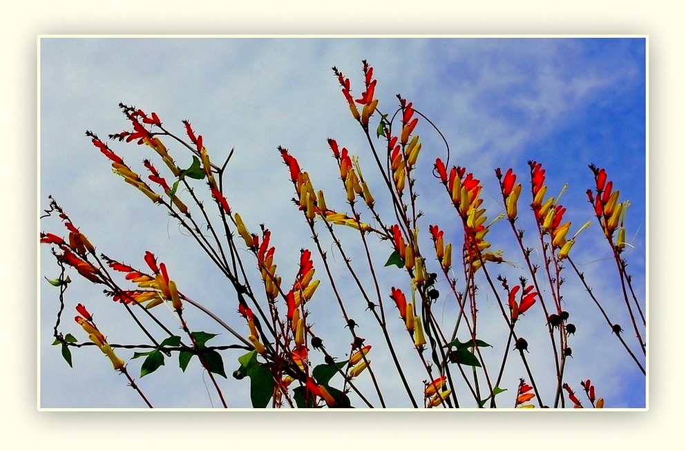 Quelques fleurs pour toi, Robert (Buatois)!