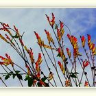 Quelques fleurs pour toi, Robert (Buatois)!