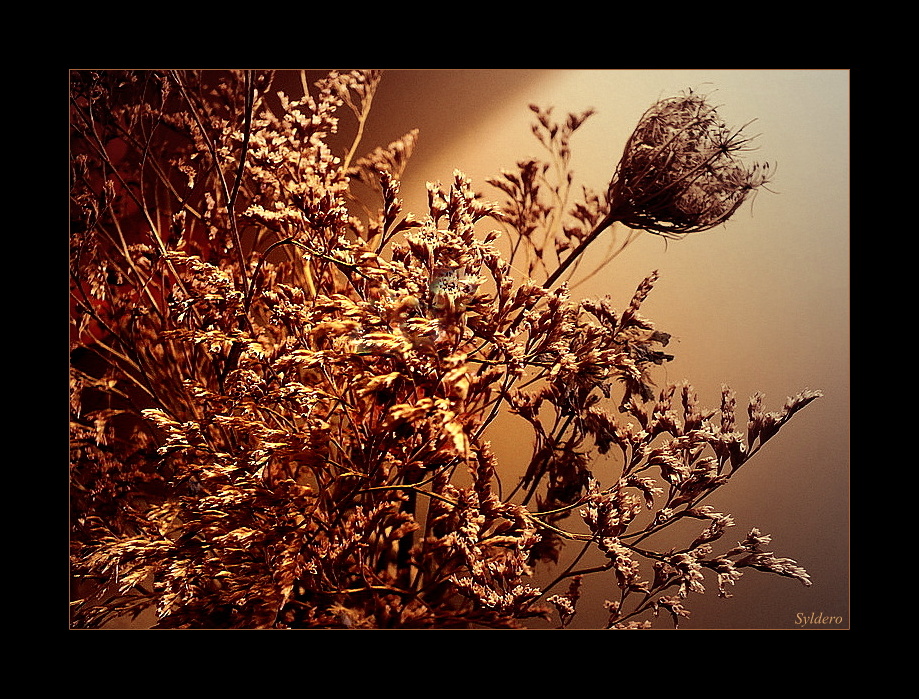 Quelques fleurs séchées