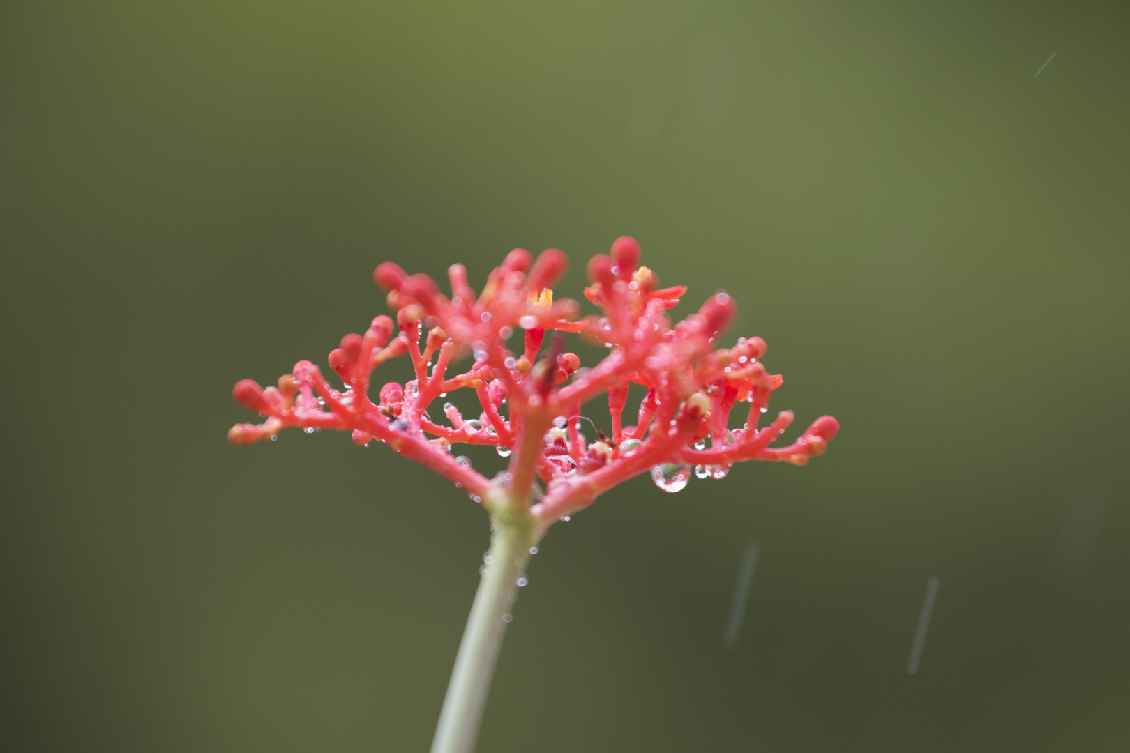 quelques gouttes de pluie ..