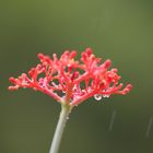 quelques gouttes de pluie ..