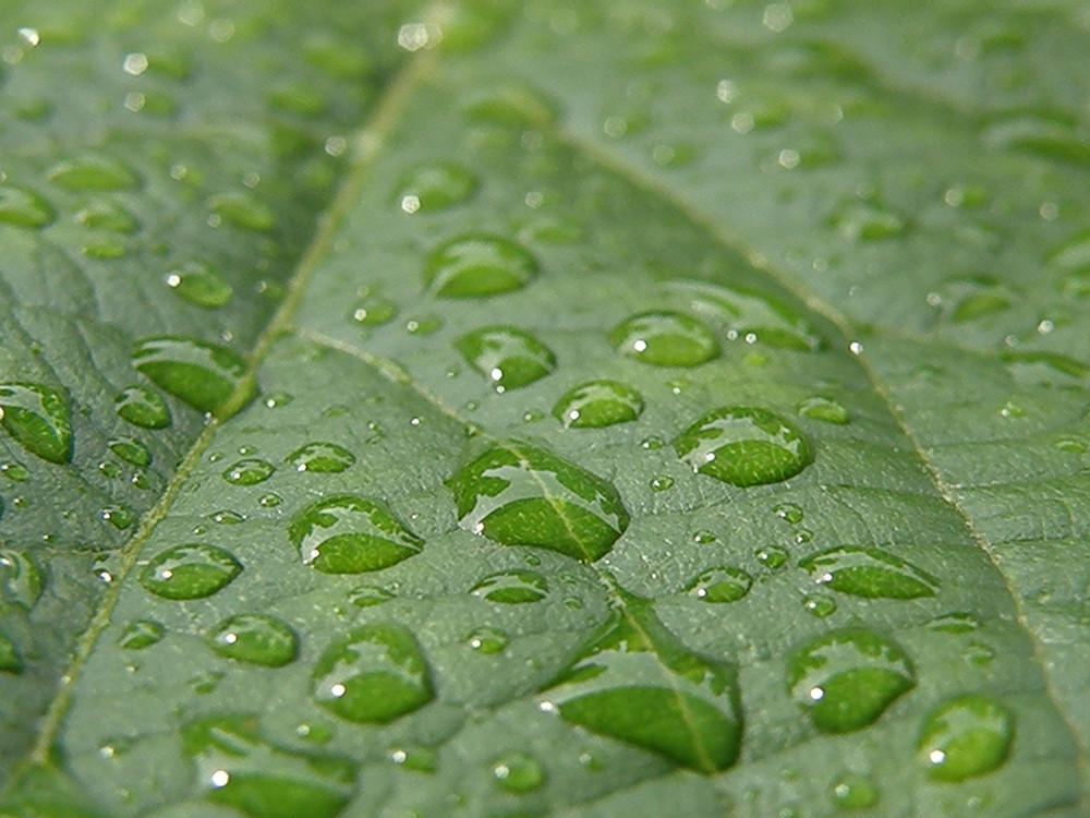 quelques gouttes de pluie...