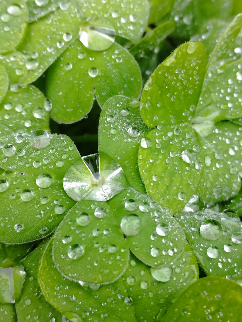 Quelques gouttes de pluie...