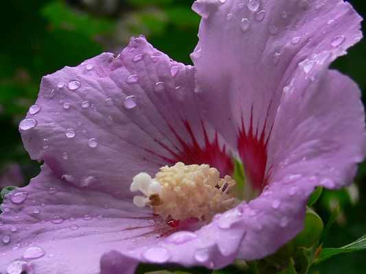 Quelques gouttes de pluie et me voila toute pimpante