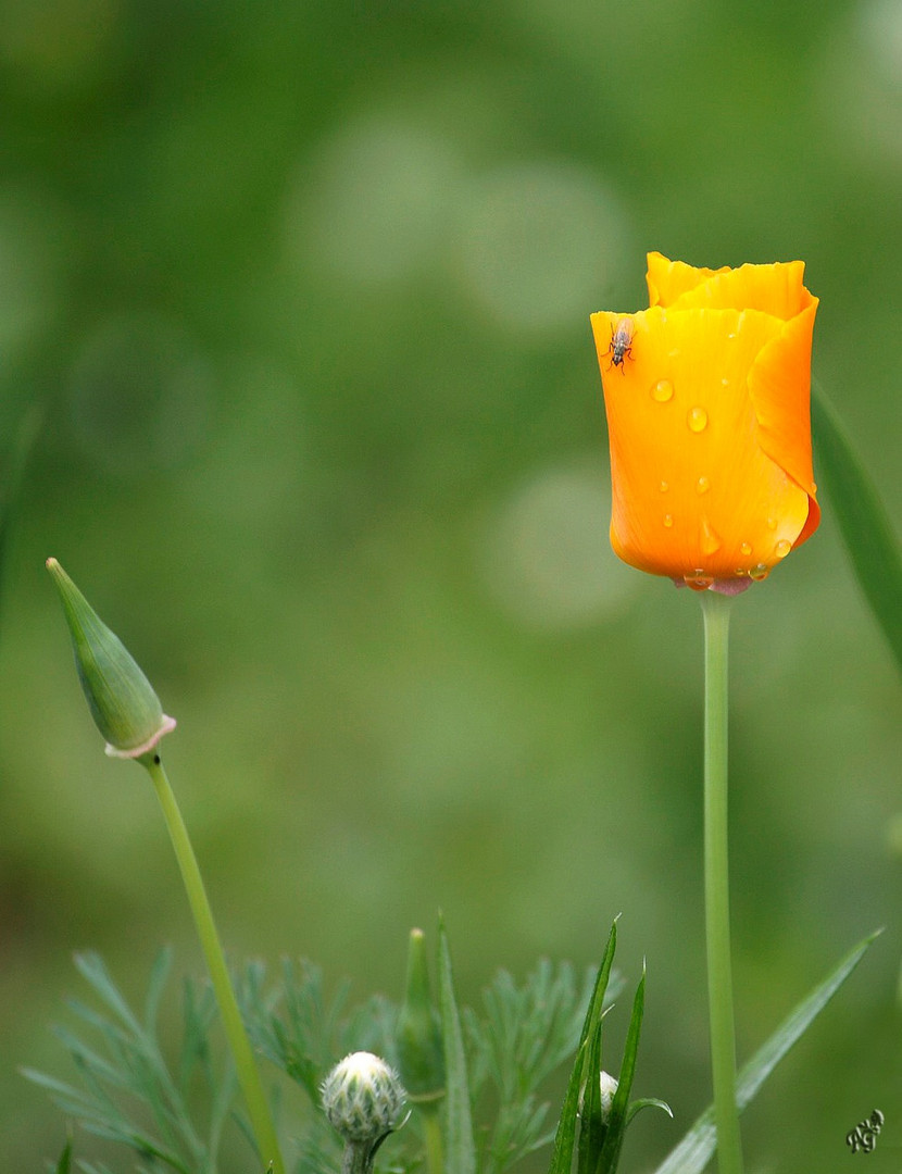 Quelques gouttes de pluie.... pour une petite soif !!!!