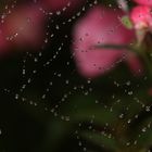quelques gouttes de pluie sur une toile d'araignée