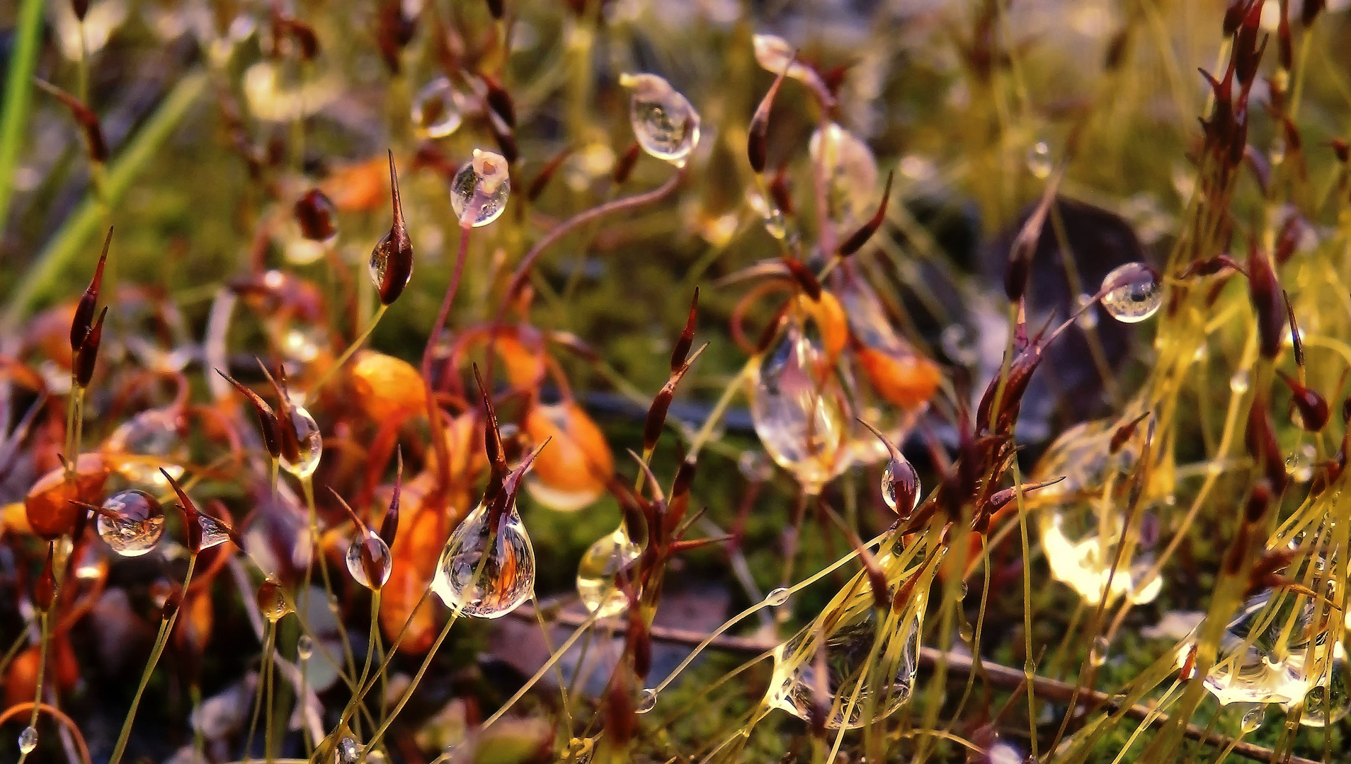 quelques gouttes d'eau