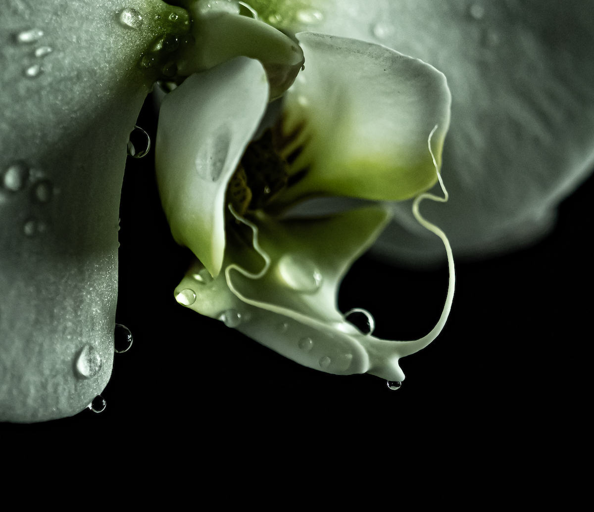quelques gouttes d'eau sur cette orchidée blanche 