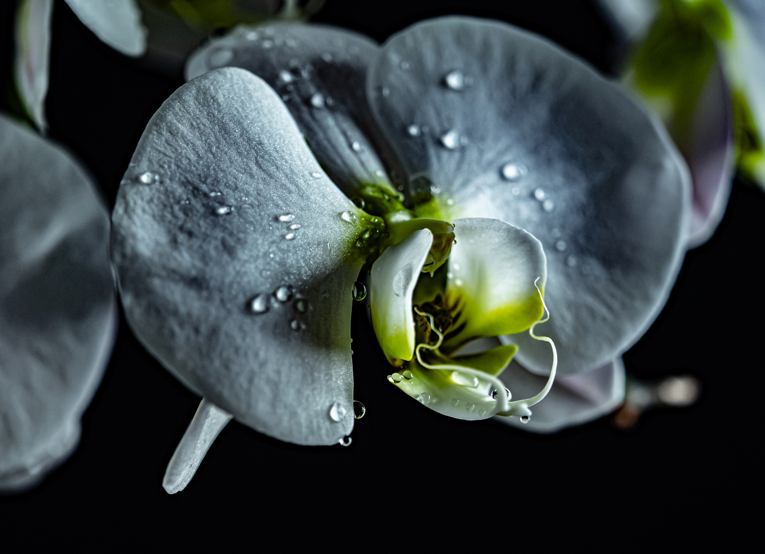 Quelques gouttes d'eau sur l'orchidée