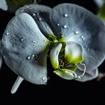 Quelques gouttes d'eau sur l'orchidée