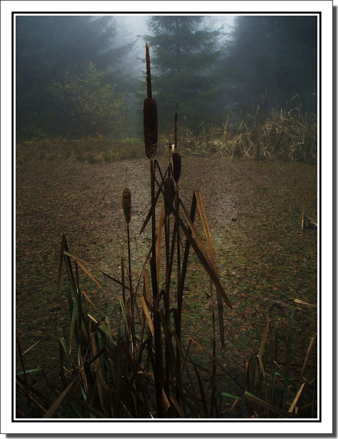 quelques joncs par temps de brume