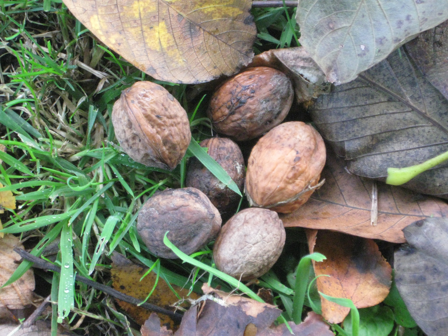 ..Quelques noix, dans le jardin...