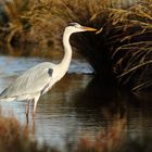 Quelques pas en Camargue 2