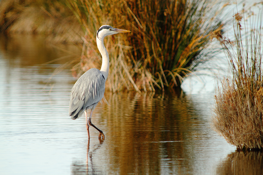 Quelques pas en Camargue