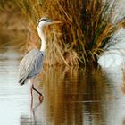 Quelques pas en Camargue