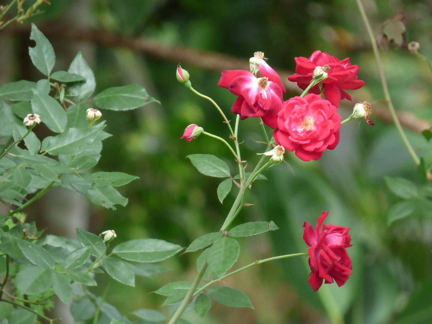 Quelques roses dans un massif du jardin