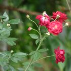 Quelques roses dans un massif du jardin