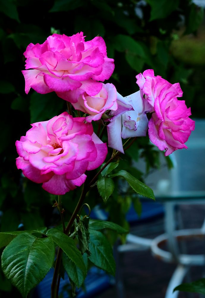 quelques roses pour ce dimanche