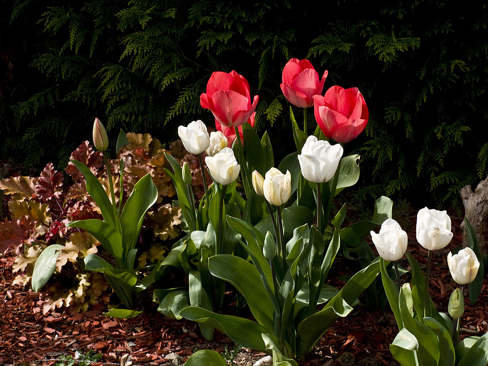 Quelques tulipes au jardin --  Einige Tulpen im Garten
