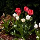 Quelques tulipes au jardin --  Einige Tulpen im Garten