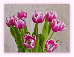 Quelques tulipes, tout simplement… !