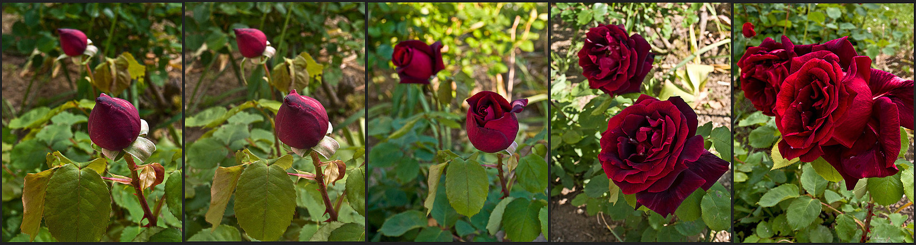Quelques uns des plus beaux jours dans la vie des roses  