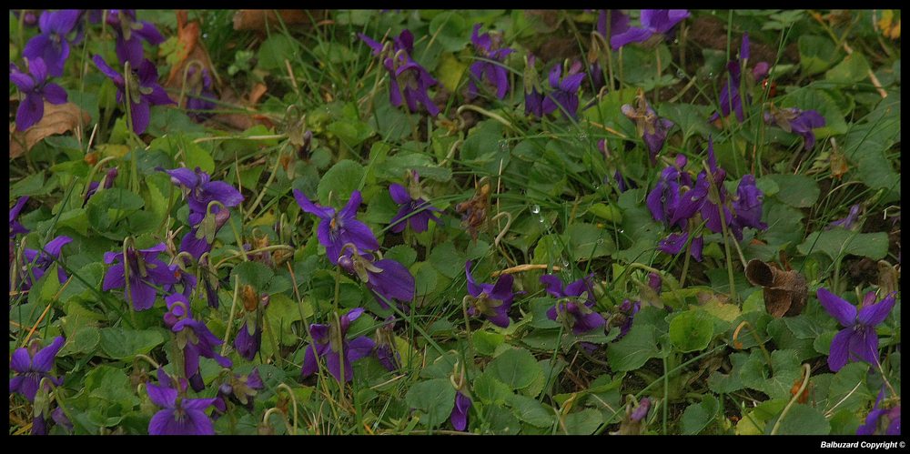 " Quelques violettes, dans ma pelouse hi hi "
