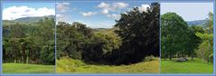 Quelques vues du Parc des Grandes Fougères - Einige Aussichten von dem Park der Baumfarne