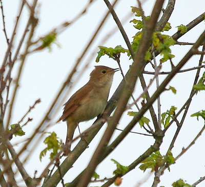 Quelqu'un peut-il m'identifier cet oiseau qui chante très fort et se planque très bien ...?