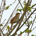 Quelqu'un peut-il m'identifier cet oiseau qui chante très fort et se planque très bien ...?