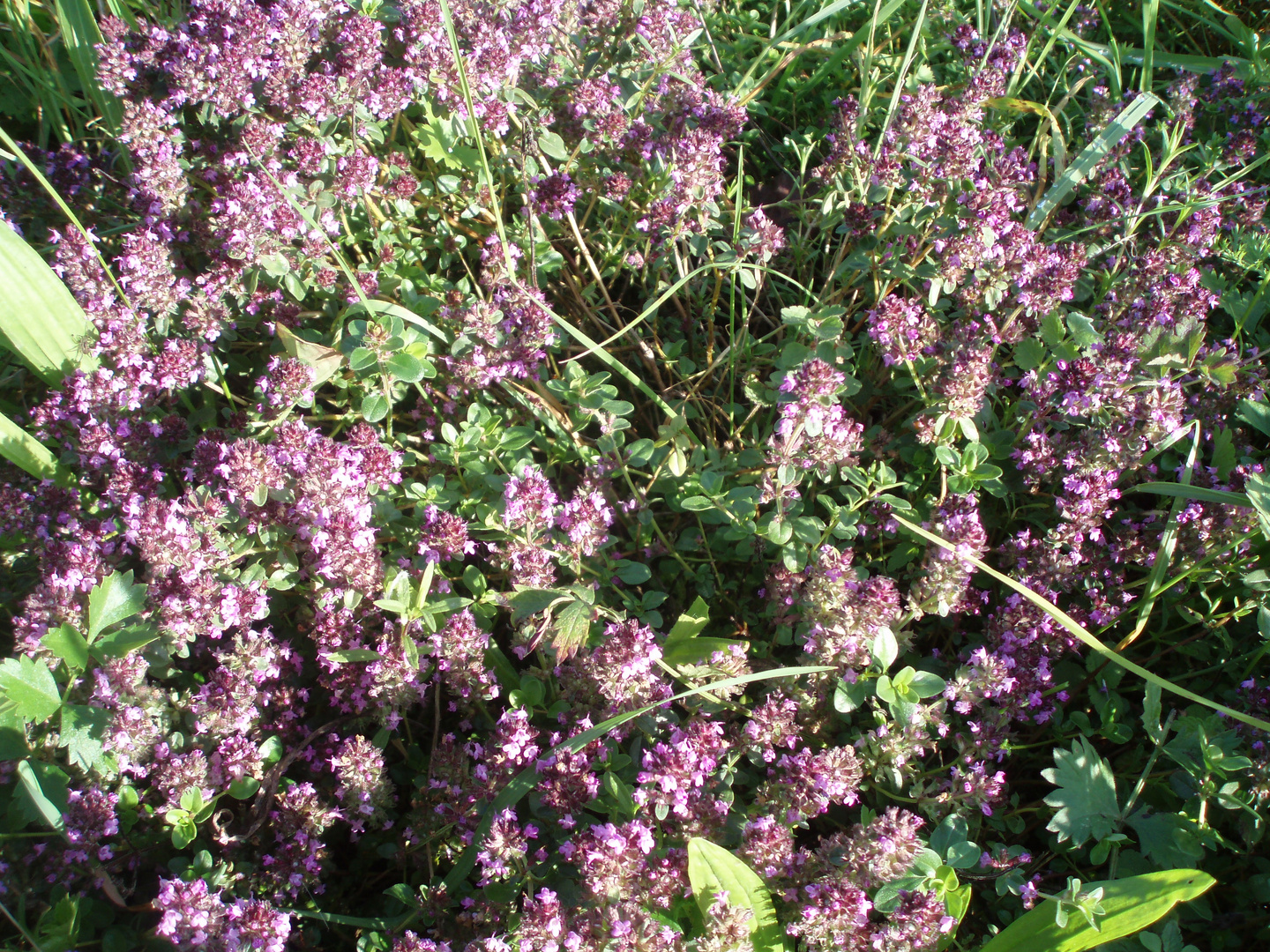 Quendel-Feldthymian(Thymus pulegioides)