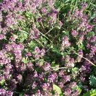 Quendel-Feldthymian(Thymus pulegioides)