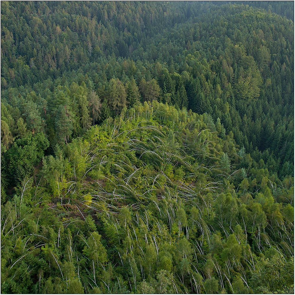 Quenengrund und Birkensalat