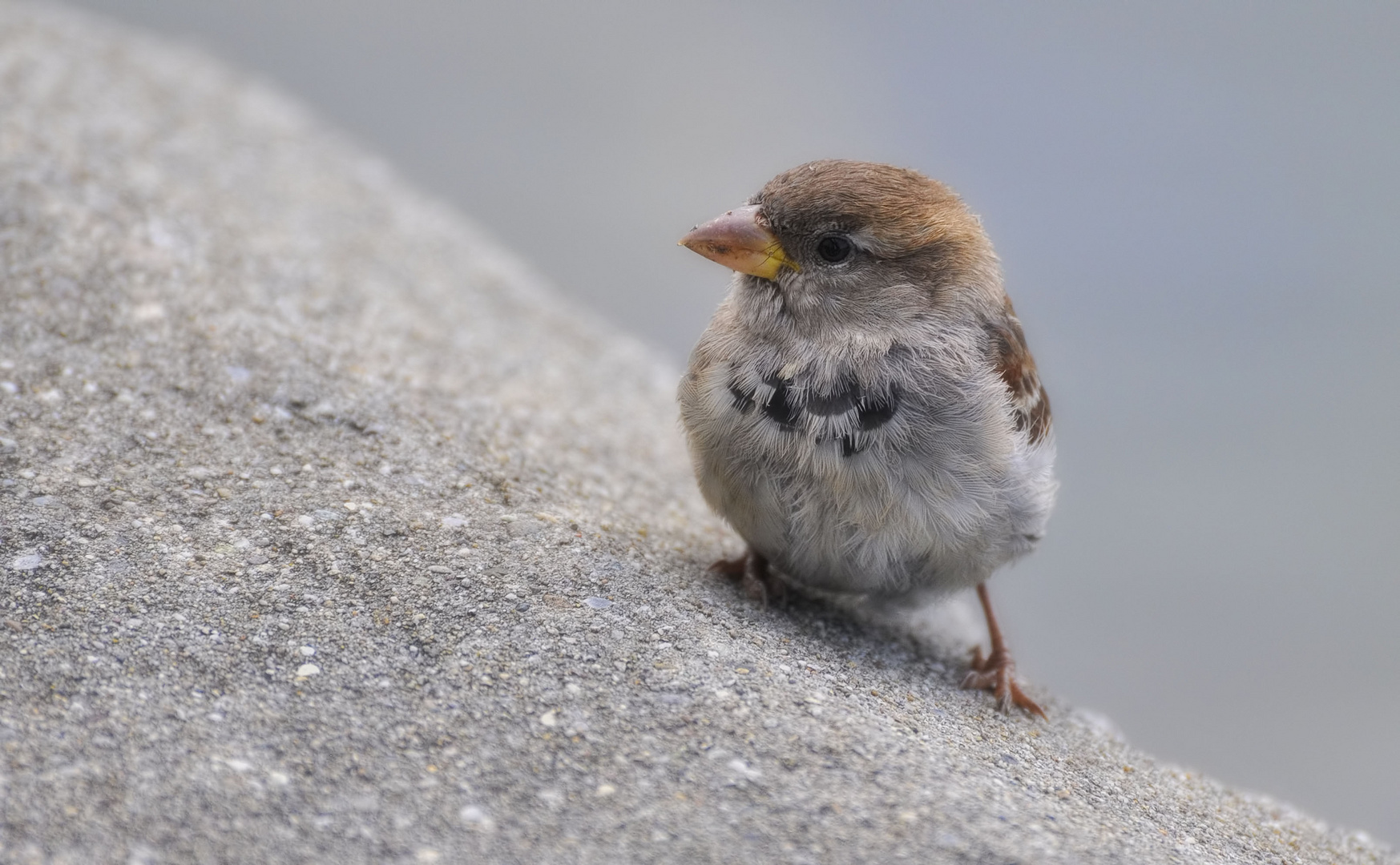 quer Foto & Bild tiere, wildlife, wild lebende vögel Bilder auf