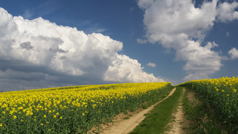Quer durch Foto & Bild landschaft, Äcker, felder & wiesen, raps