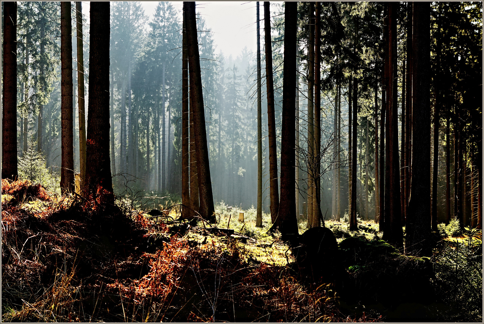 Quer durch den Arnsberger Wald