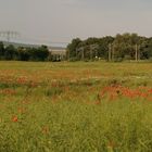 Quer durch den Mohn