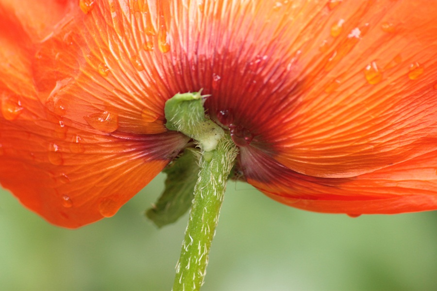 Queransicht vom Mohn