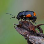 Querbindiger Fallkäfer (Cryptocephalus moraei)