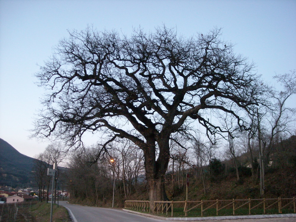 Quercia centenaria