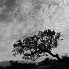 quercia di Sardegna