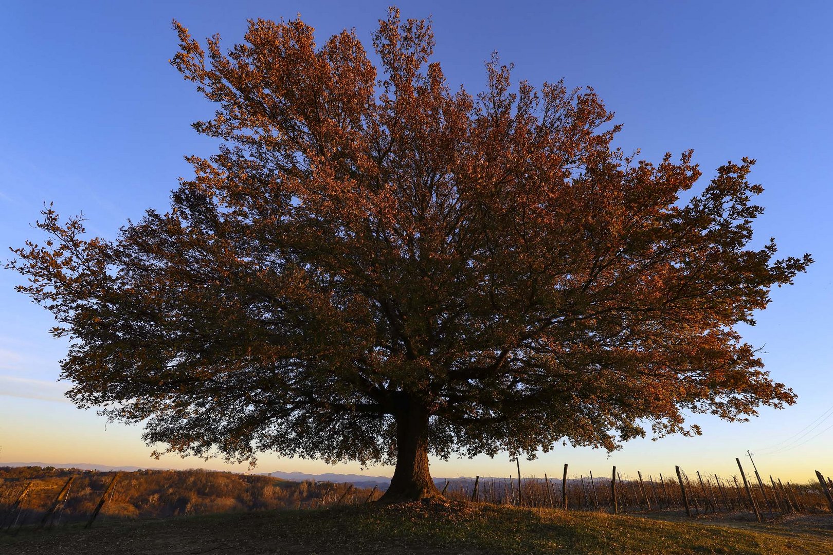 quercia d'inverno (2)