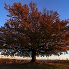 quercia d'inverno (2)