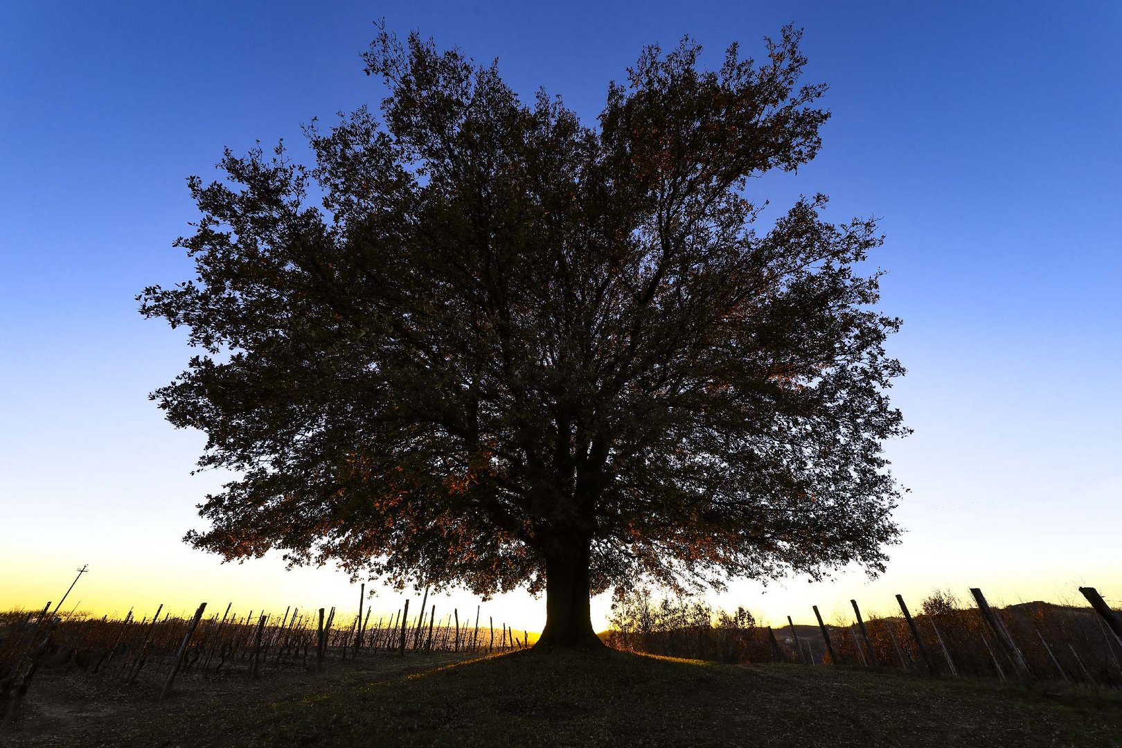 quercia d'inverno (3) - controluce