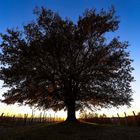 quercia d'inverno (3) - controluce