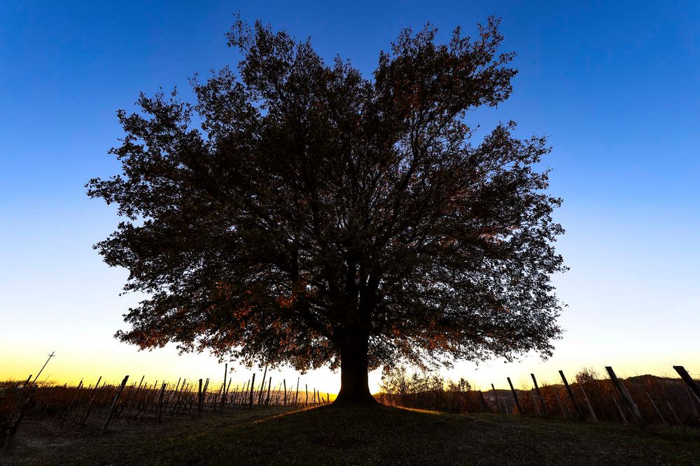 quercia d'inverno (3) - controluce