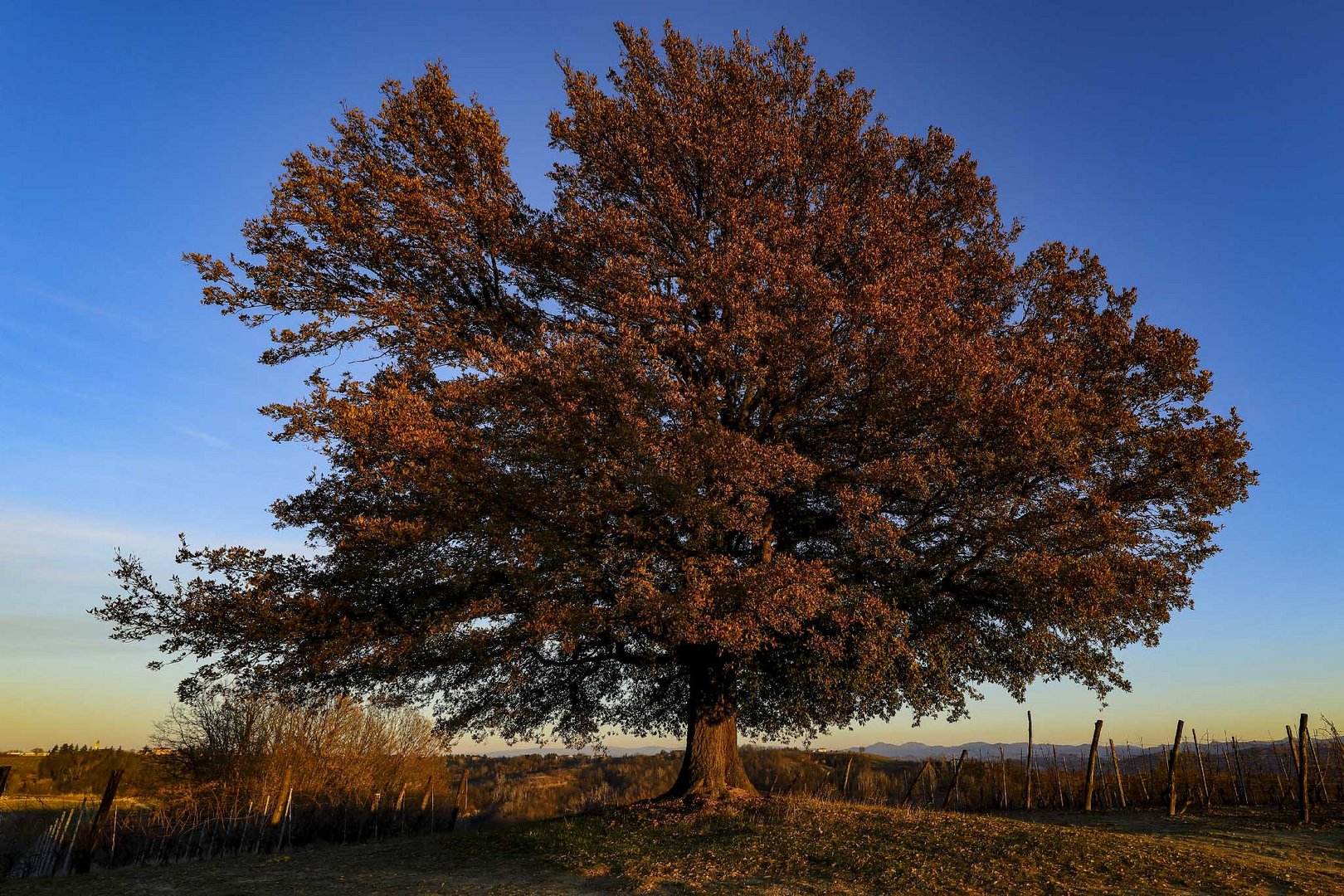 quercia d'inverno