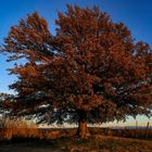 quercia d'inverno