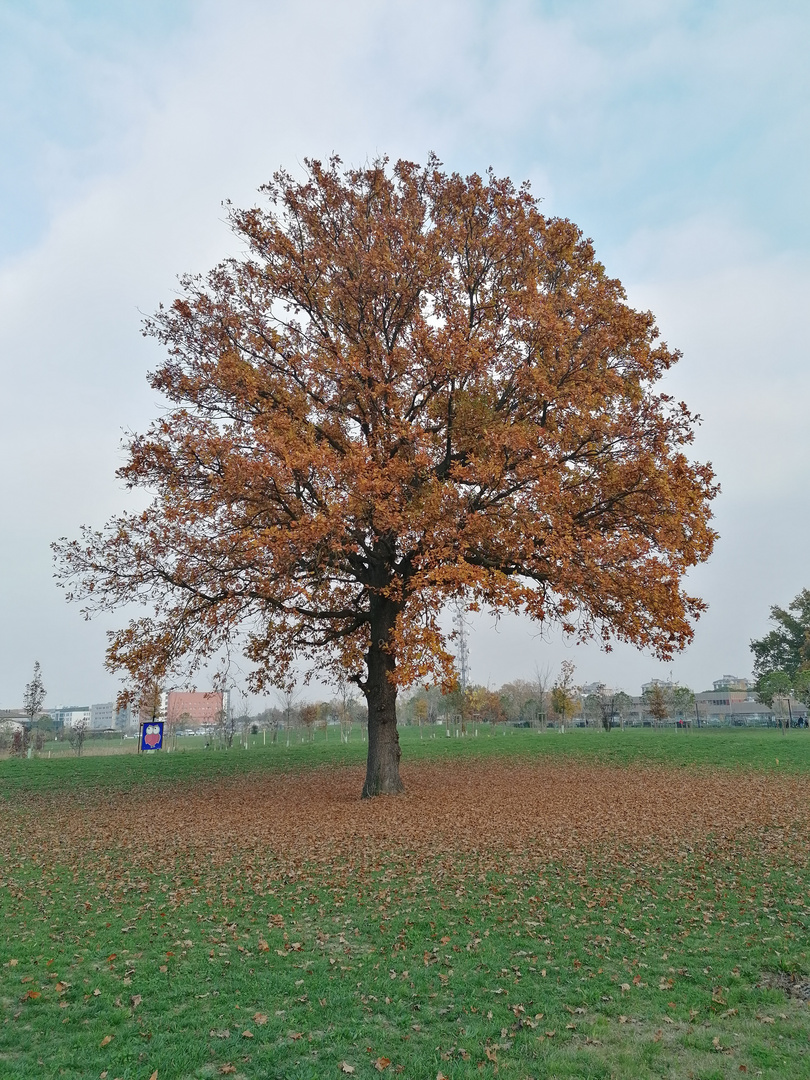 Quercia e il suo tappeto 